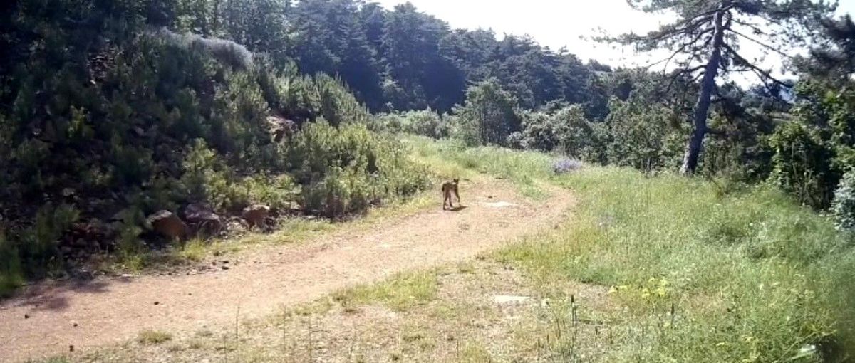 Çankırı'da bir fotokapan tarafından görüntülenen vaşak.