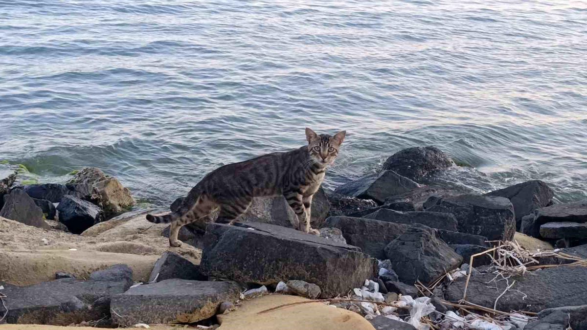 Tekirdağ sahili sıcak havada sessizliğe büründü: Sahilin yeni sahipleri kediler oldu