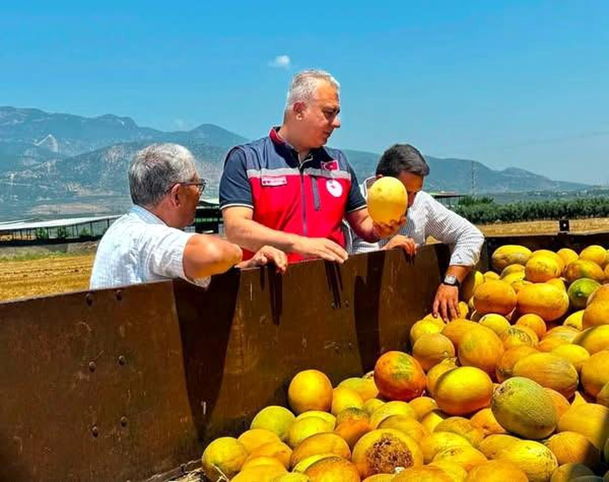 Hatay İl Tarım ve Orman Müdürü Abdurrahman Türkmen'in Kırıkhan'daki coğrafi işaretli kavun üretim alanlarını incelemesi.