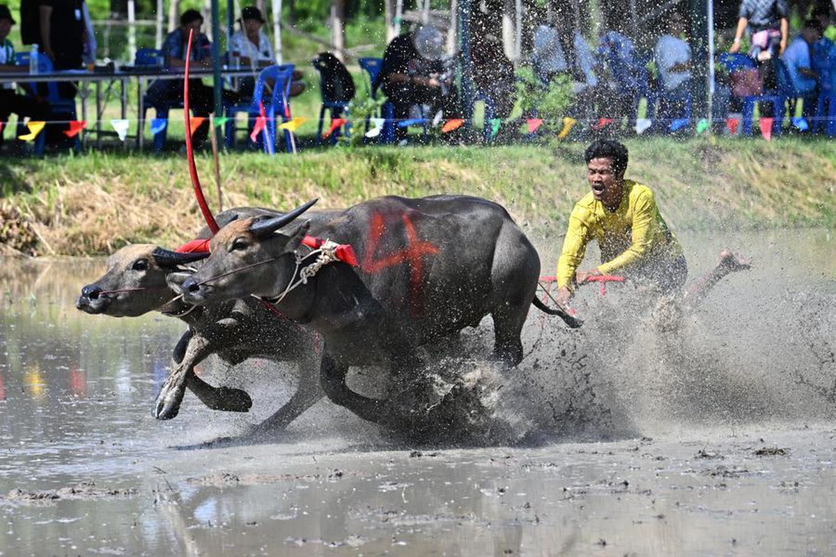 Tayland'da Çeltik Sezonu Bufalo Yarışlarıyla Kutlandı