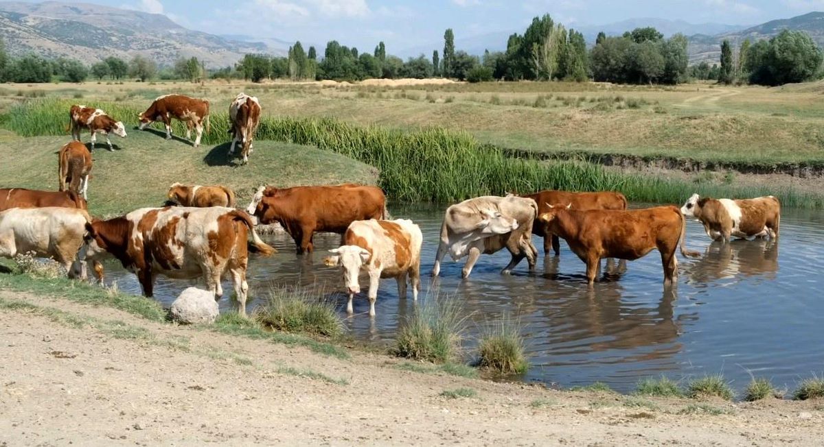 Aşırı sıcaklar inekleri de suya indirdi