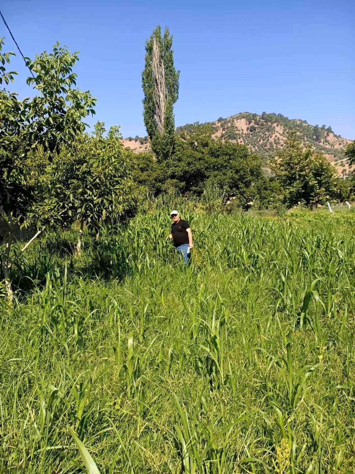 Aydın'da sorgum otu ekili alanlar kontrol edildi