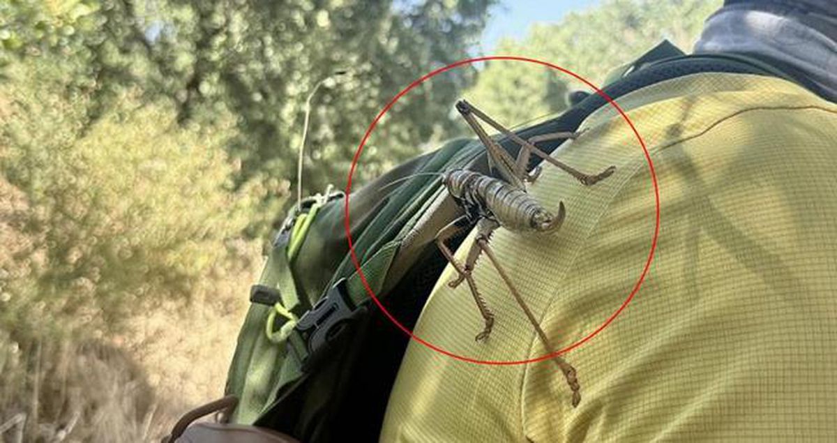 Çekirge salgını mı var? Son dakika... Hangi illerde çekirge salgını var? Bursa, İstanbul, Diyarbakır, Yalova