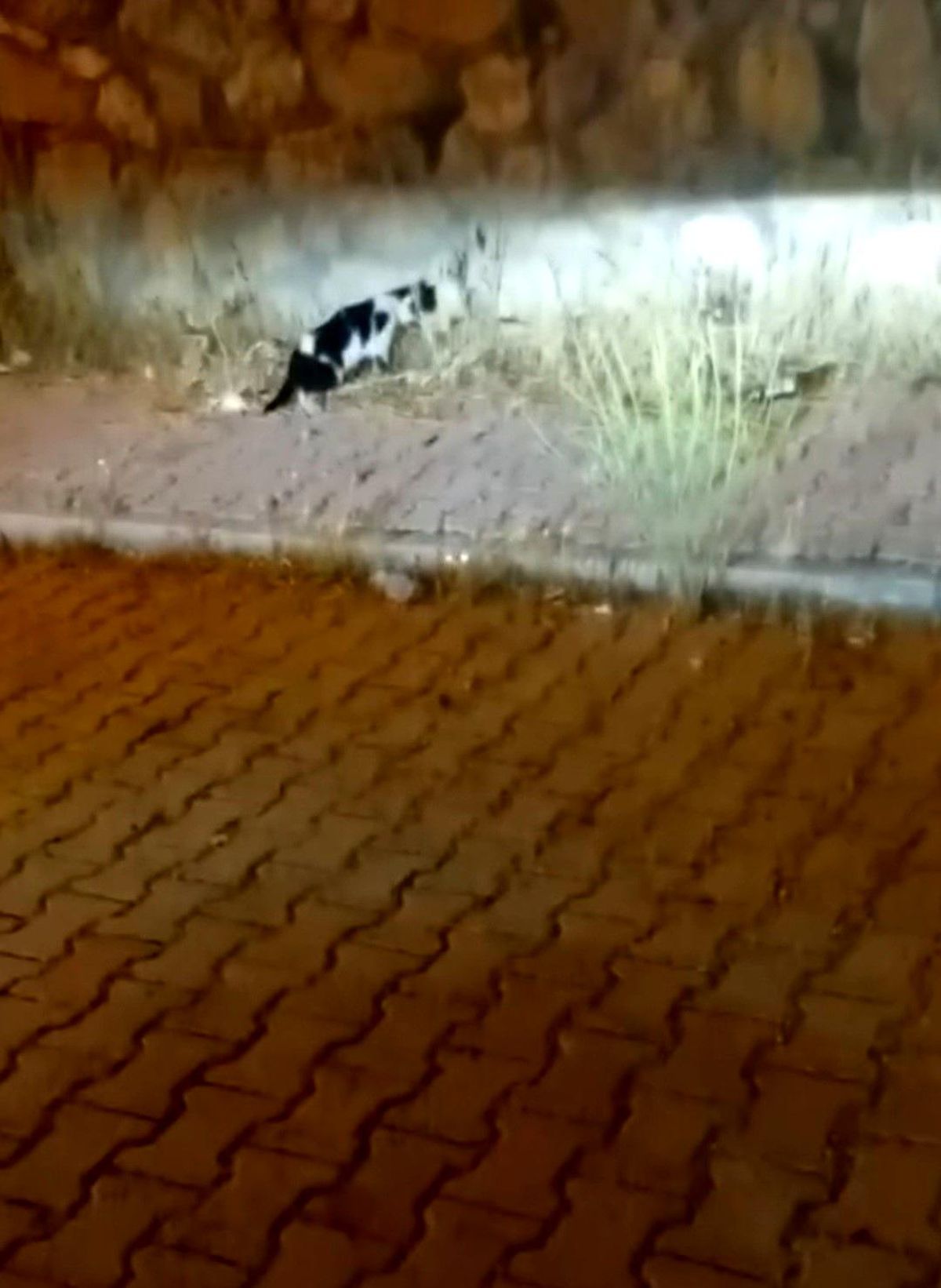 Elazığ'da bir kedi ile bir yılanın mücadele ettiği anı gösteren fotoğraf.