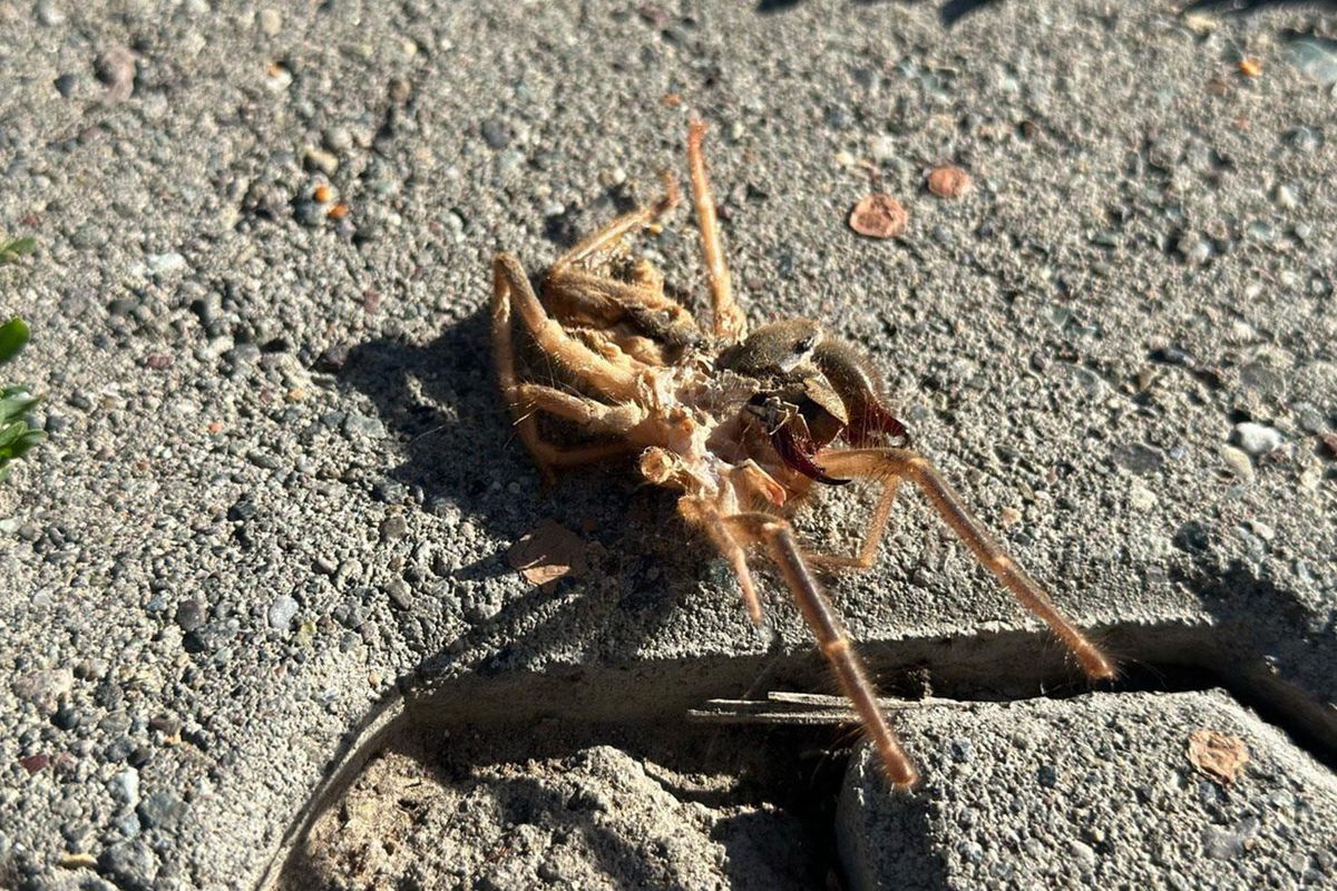 Erzincan'da görülen Sarıkız böceği görseli