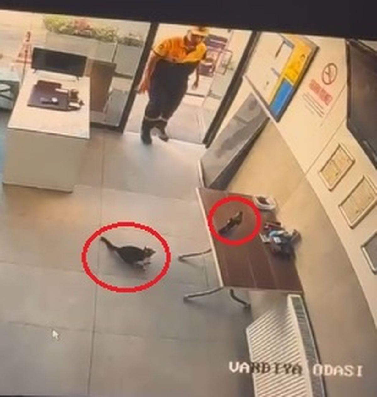 Kayseri'de bir akaryakıt istasyonunun ofis bölümünde kedinin kargaya saldırdığı an.