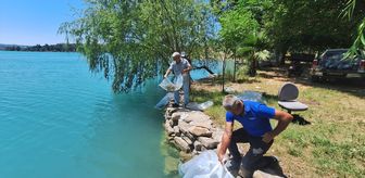 Manavgat'ta iç sulara 400 bin sazan yavrusu salındı