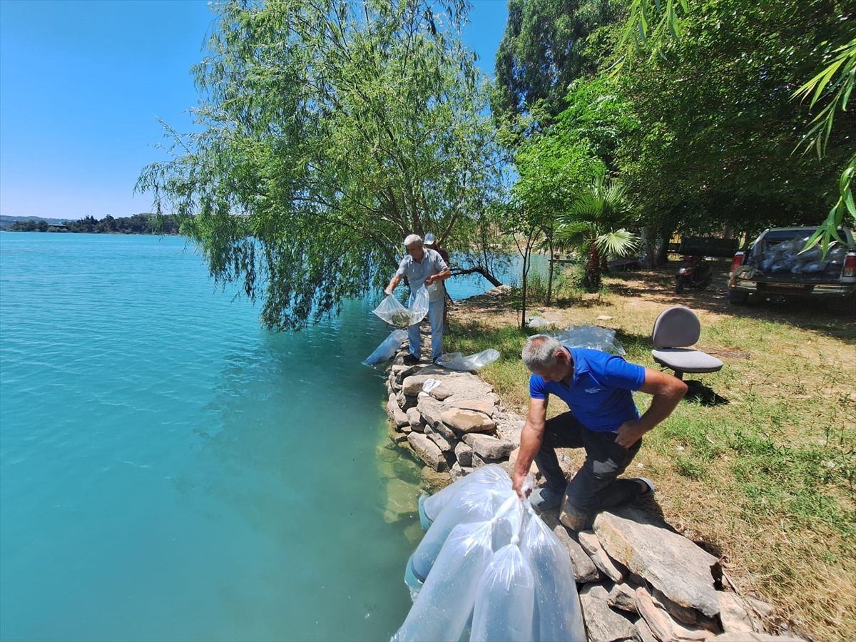 Manavgat'ta iç sulara 400 bin sazan yavrusu salındı
