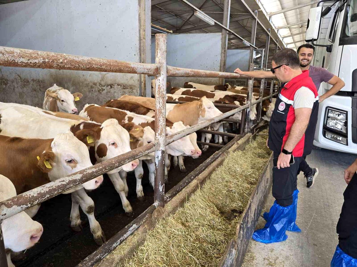 Bursa'nın Orhaneli ilçesinde bir tarım görevlisinin bir çiftlikte hayvanları kontrol ettiği an.