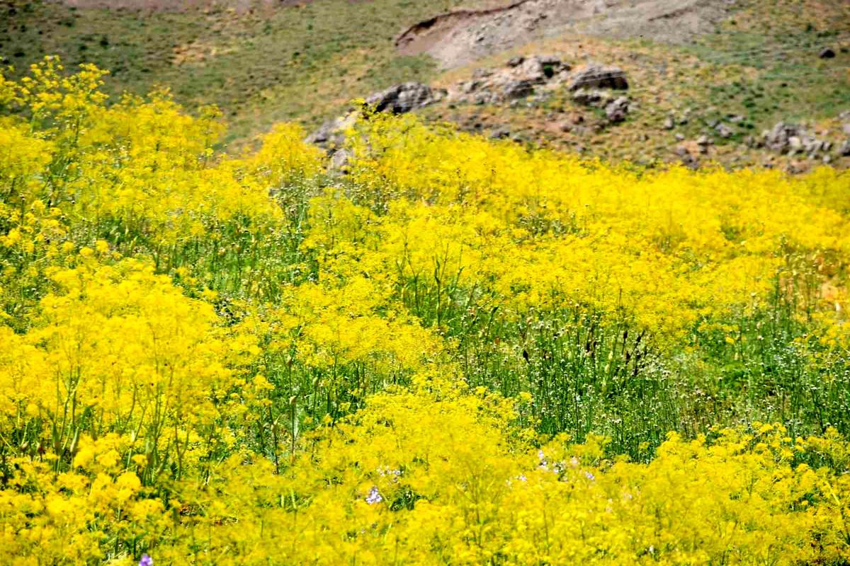 Şırnak yaylaları sarı rengine büründü
