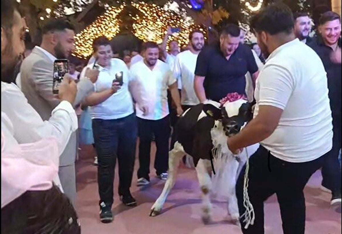 Düzce'de bir düğünde damada kurdelelerle süslenmiş dana hediye ediliyor.