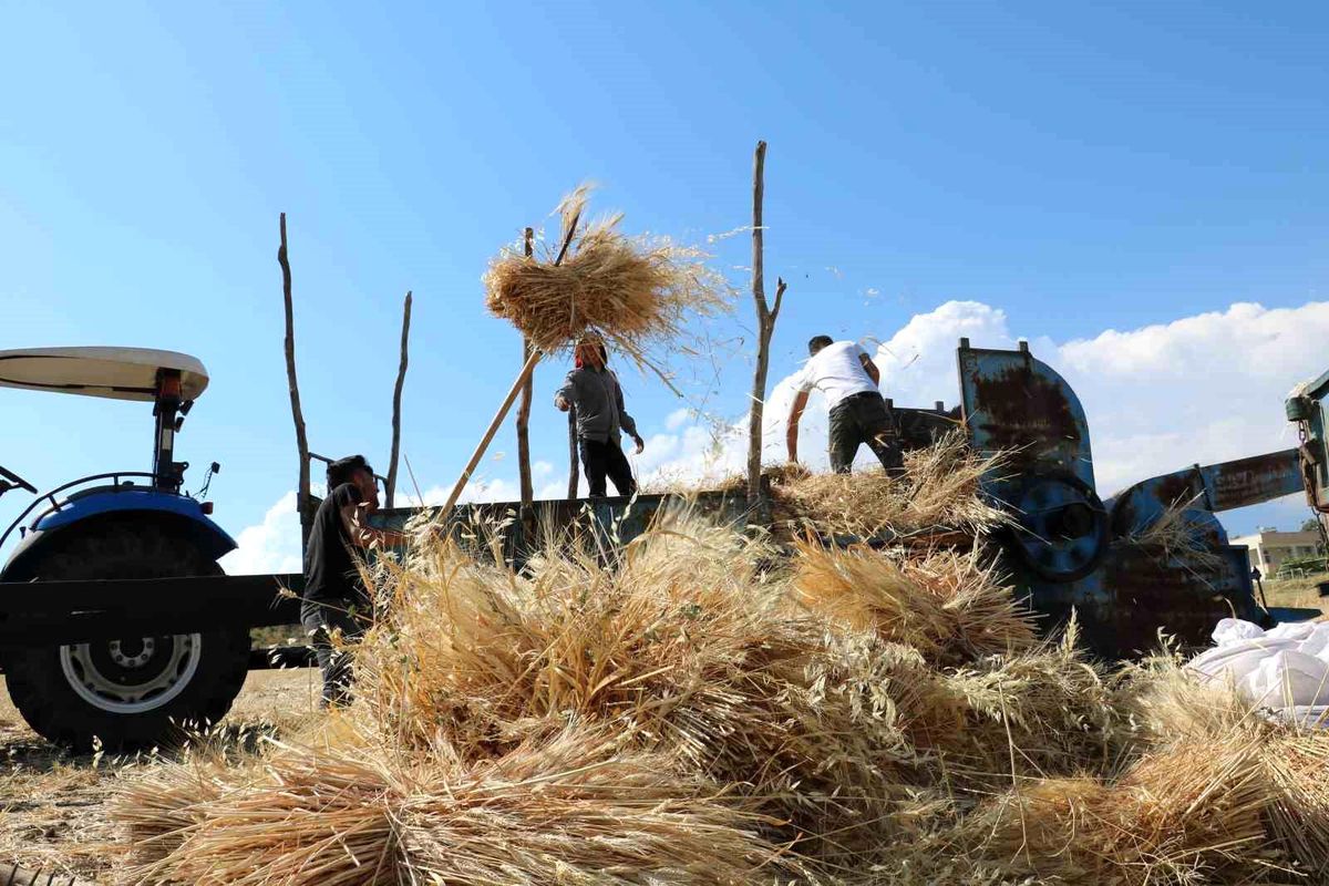 Tercan'da hububat tarlalarında hasat başladı