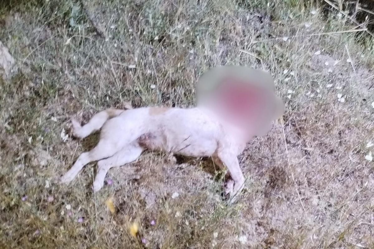 Aksaray'da kan donduran vahşet: Çoban köpeğini satırla katletti