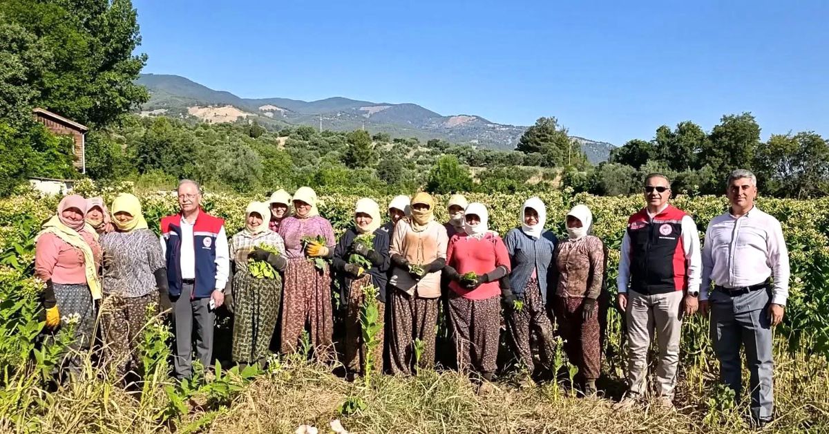 Aydın'da tütün üretiminin merkezi Karacasu'da kırım başladı