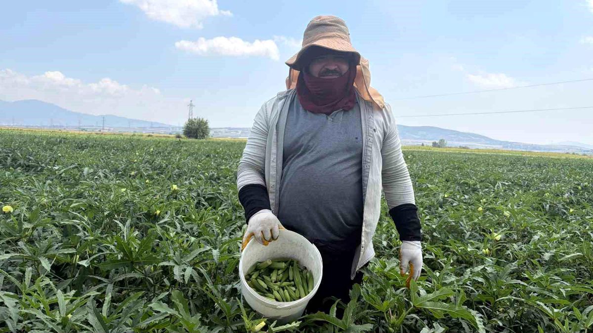 Osmaniye'de tarlada toplanan taze bamya demetleri.