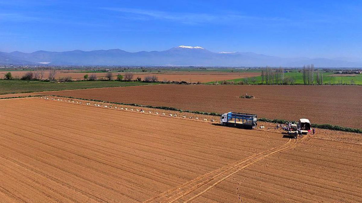 Çekirge Artışı İddiaları: Uzmanlardan ve Bakanlıktan 'İstila Yok' Açıklaması