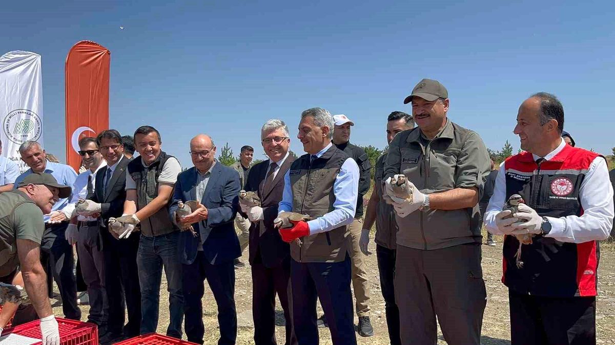 Yozgat Çamlık Milli Parkı'nda doğaya salınan kınalı keklikler
