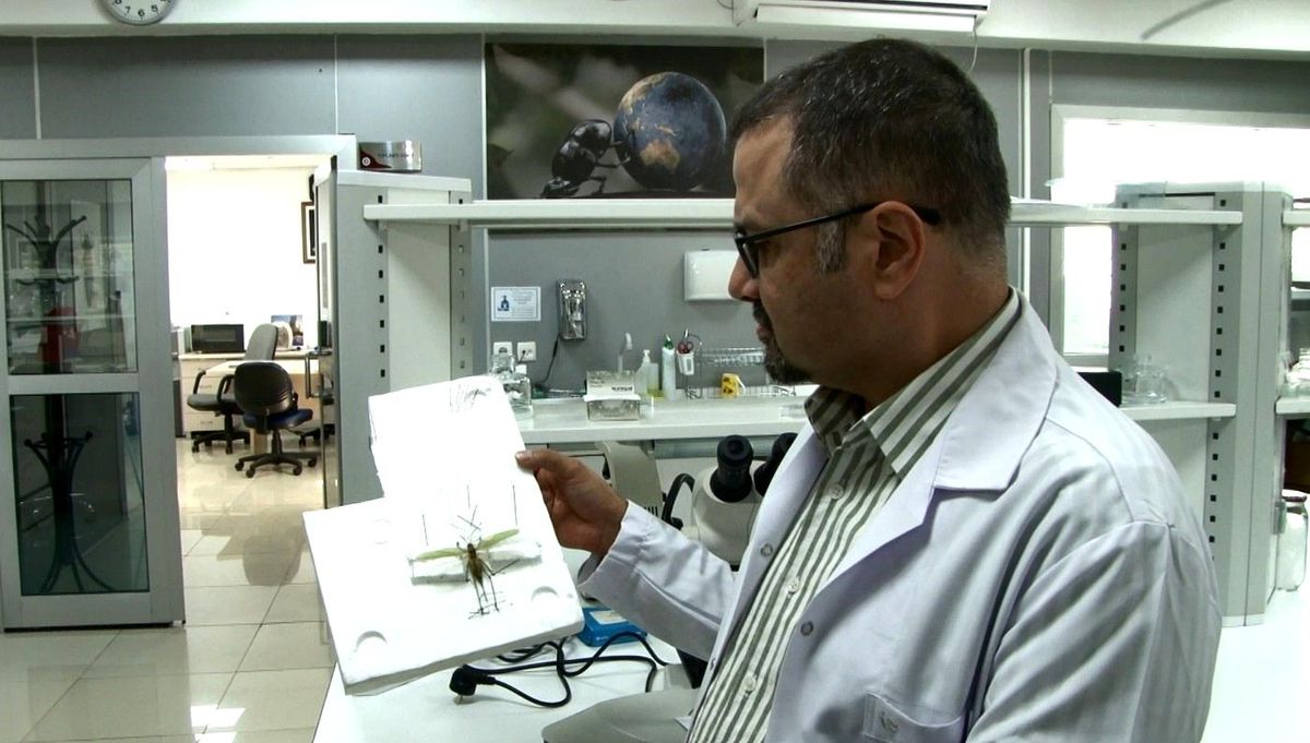 Çekirge İstilası Değil, Yerli Tür Popülasyon Artışı