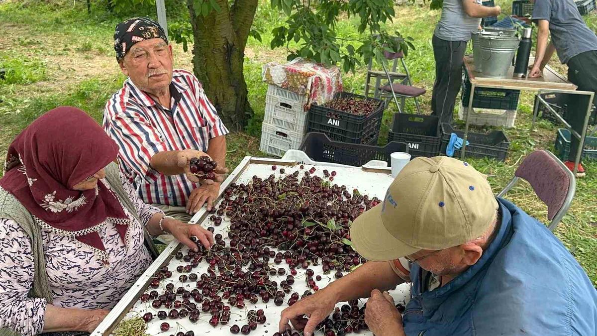Coğrafi işaretli Akşehir ve Sultandağı kirazlarında tarihi rekor kırıldı
