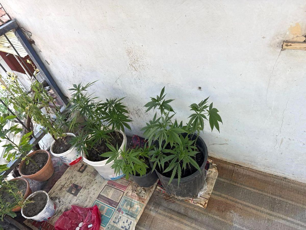 Çorum İskilip'te polis ekiplerinin düzenlediği operasyon sonrası ele geçirilen kenevir bitkileri.