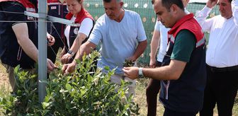 Edirne Tarım ve Orman Müdürü Köse yaban mersini hasadına katıldı