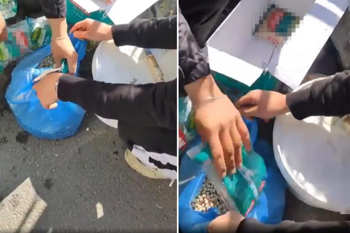 Konya'da zincir marketten alınan nohutların çuvallara doldurularak organik köy nohudu diye satılmaya hazırlandığı anı gösteren görüntü.