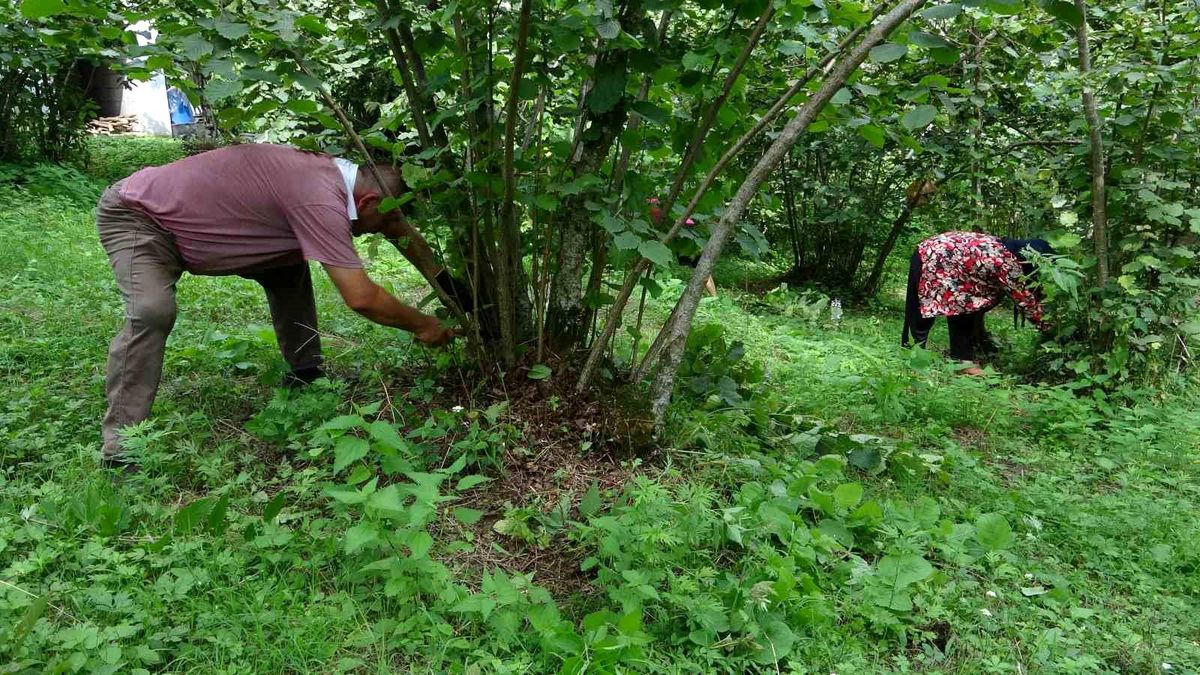Giresun'da fındık bahçesinde hasat hazırlığı yapan üreticiler