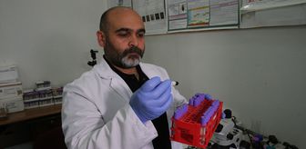 Kenelere karşı 'dikkatli olunması ancak panik yapılmaması' uyarısı