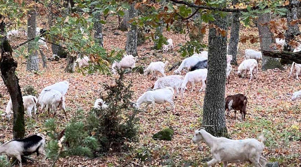EKODOSD toplantısında keçilerin orman yangınlarını önlediği vurgulandı