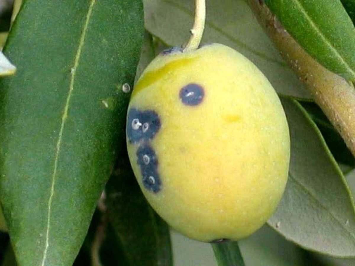 Salihli'de zeytin üreticilerine kritik uyarı