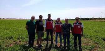 Tekirdağ Tarım ve Orman Müdürü Aksoy, karpuz üretim alanlarını inceledi