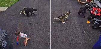 6 yaşındaki çocuğu ayı saldırısından köpeği kurtardı