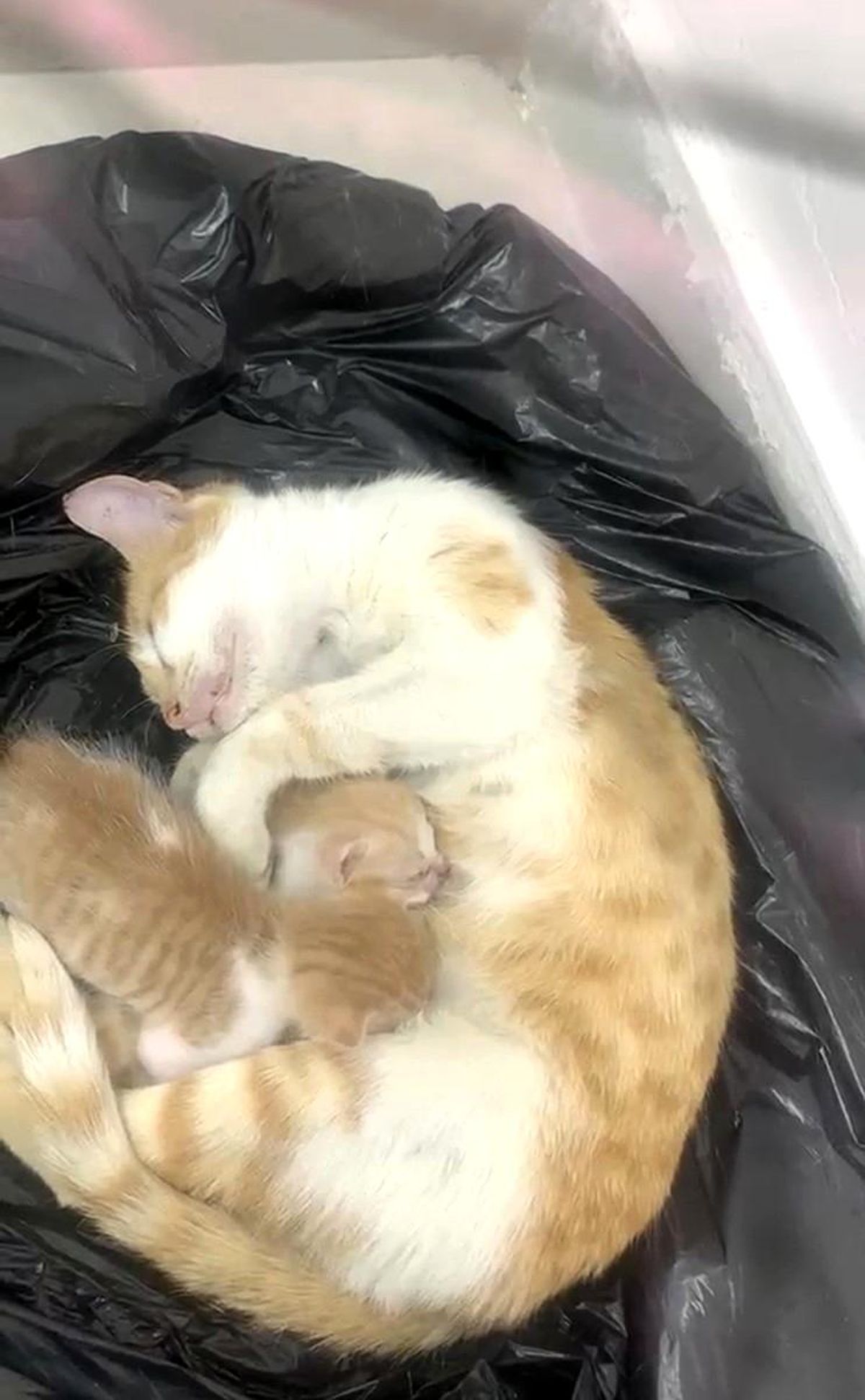 Anne kedi, iki yavrusunu ağzında taşıyarak Siverek Sosyal Yardımlaşma ve Dayanışma Vakfı binasına sığınıyor.
