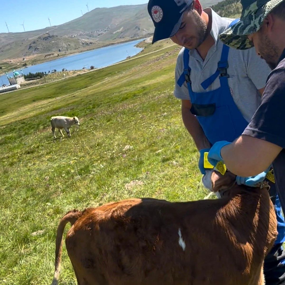 Bayburt'un Aydıntepe Yaylası'nda veteriner hekimlerin buzağılara küpe taktığı ve aşı uyguladığı bir sahne.