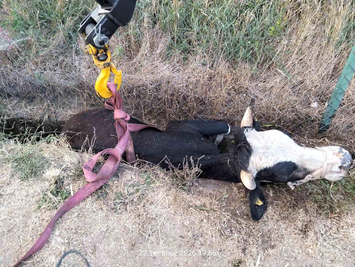 Bolu'da kanala düşen inek için itfaiye seferber oldu