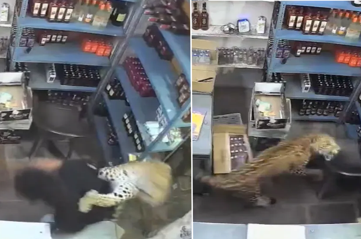 Dükkana giren leopar dehşet saçtı! O anlar anbean kaydedildi