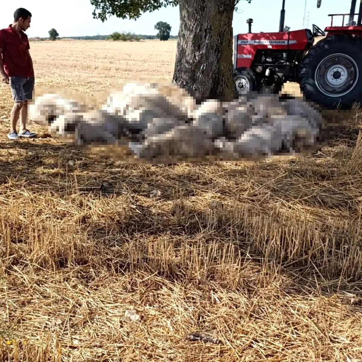 Edirne'de sağanak ve dolu yağışı: Yıldırım 30 koyunu telef etti, dolu çatılara zarar verdi