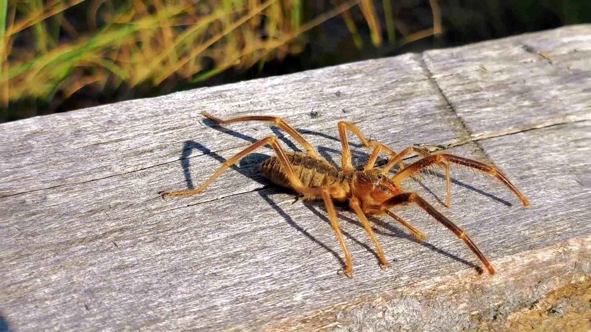 Erzurum'un Tortum ilçesinde dağlık alanda 'Sarıkız' olarak bilinen Solifugae türü canlı görüntülendi.