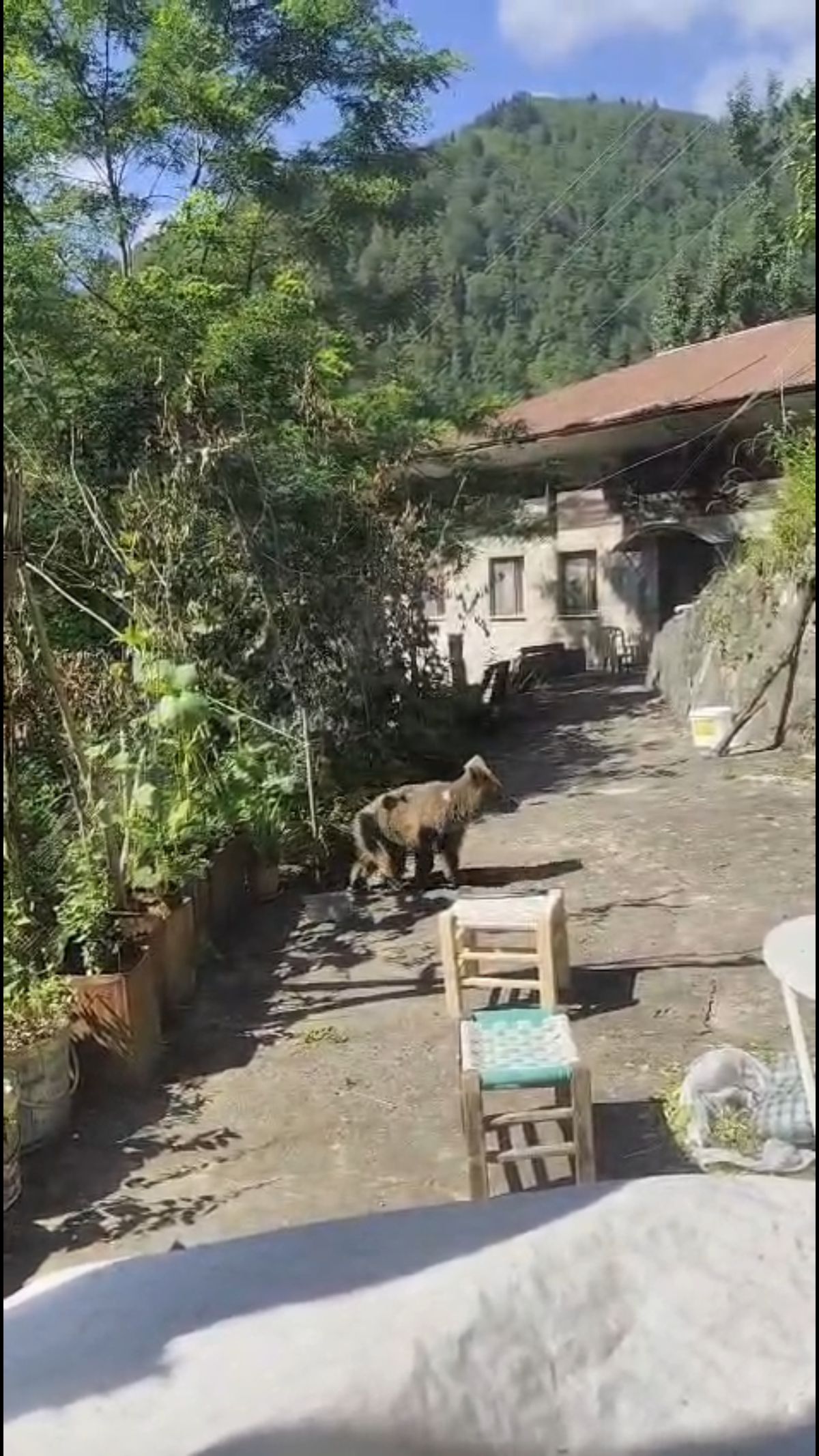 Rize'nin Çamlıhemşin ilçesinde bir evin kapısına gelen yavru ayı, ev sakinleri tarafından beslenirken çekilmiş görüntü.