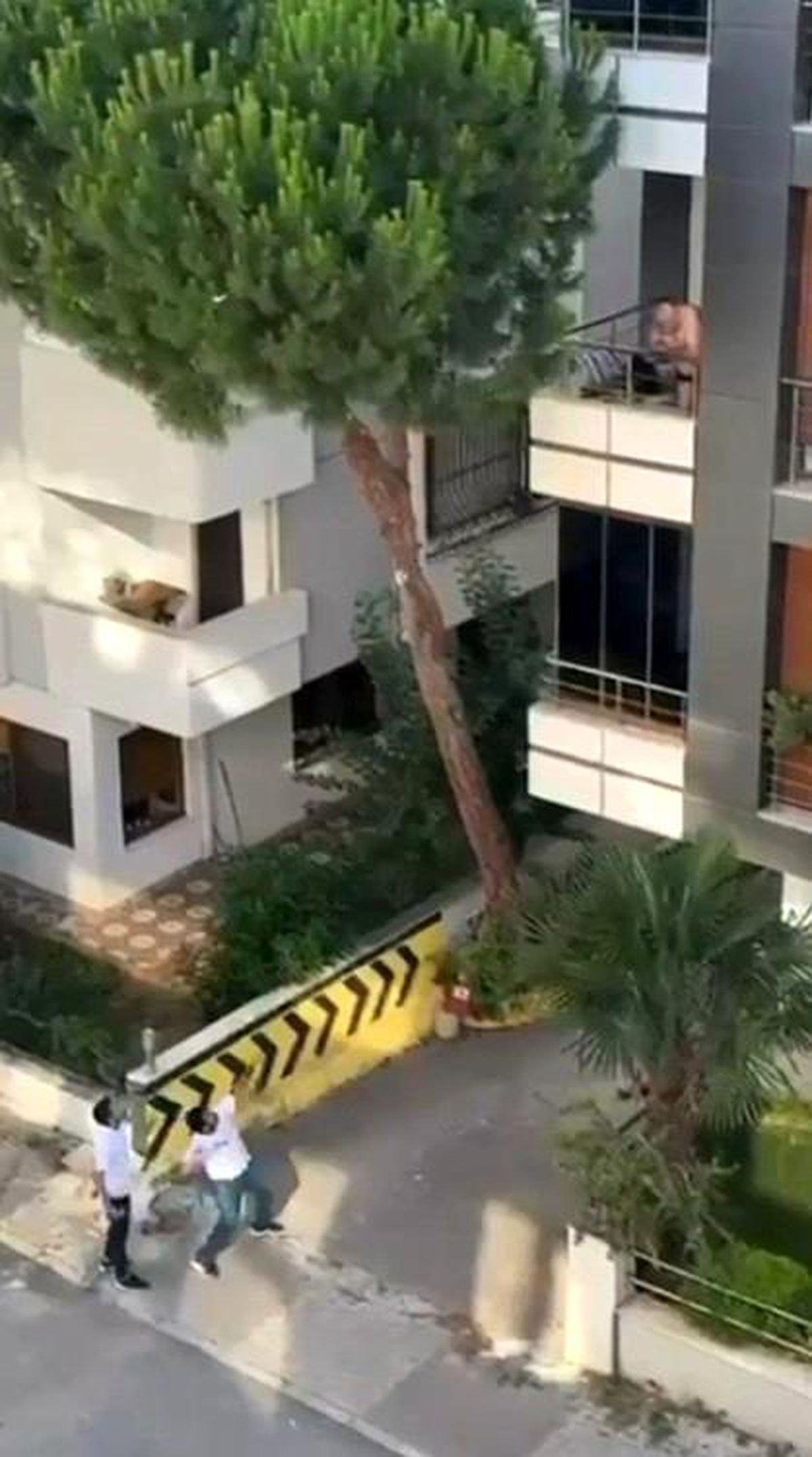 Maltepe'de bir evden gelen kadın çığlıkları üzerine balkondaki şahsa taş atılması ve polis müdahalesi.