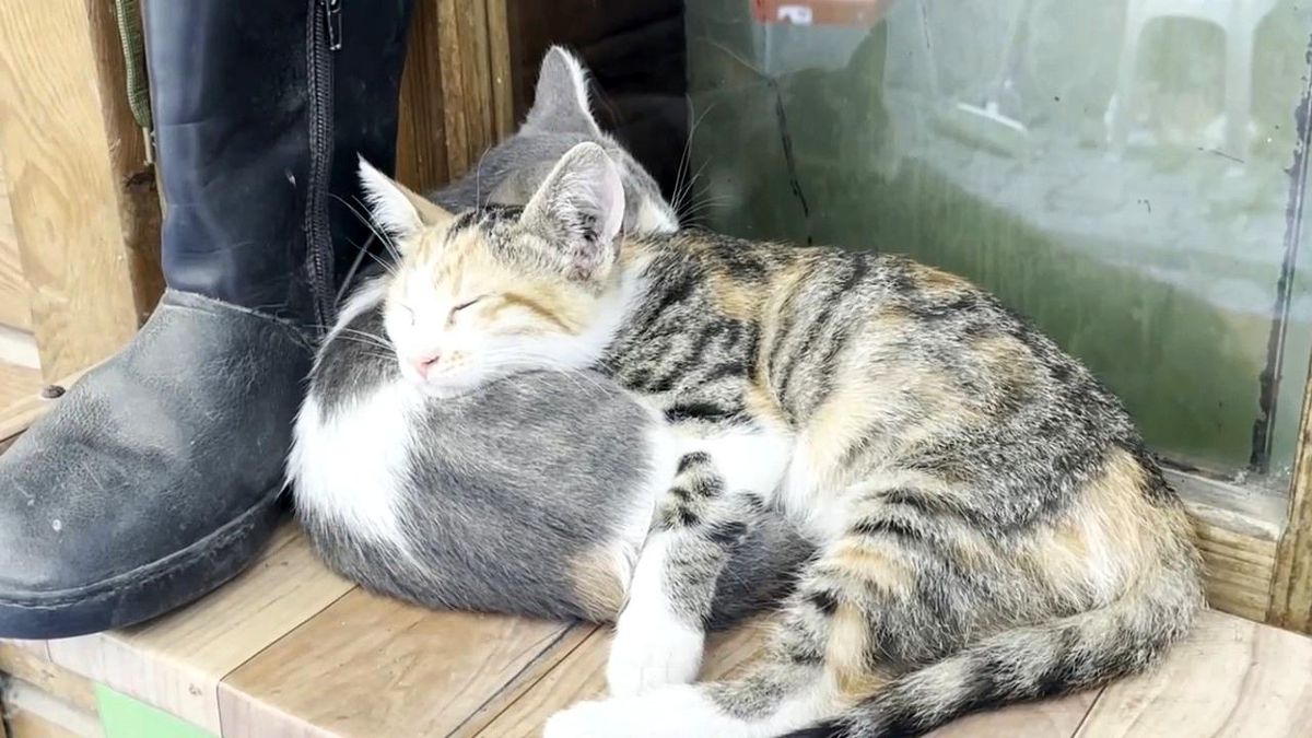 Sıcak havada bunalan iki tekir kedi, dükkan önündeki rafta birbirine sarılarak uyuyor.
