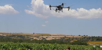 Tekirdağ'da bağlarda dronla ilaçlamanın doğru yöntemi araştırılıyor