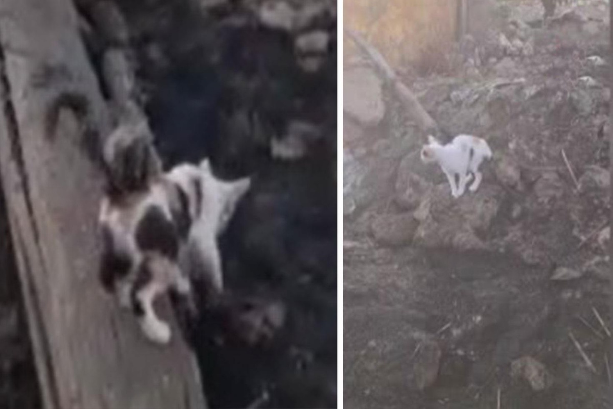 Yürek burkan manzara: Anne kedi yangında telef olan yavrularını aradı