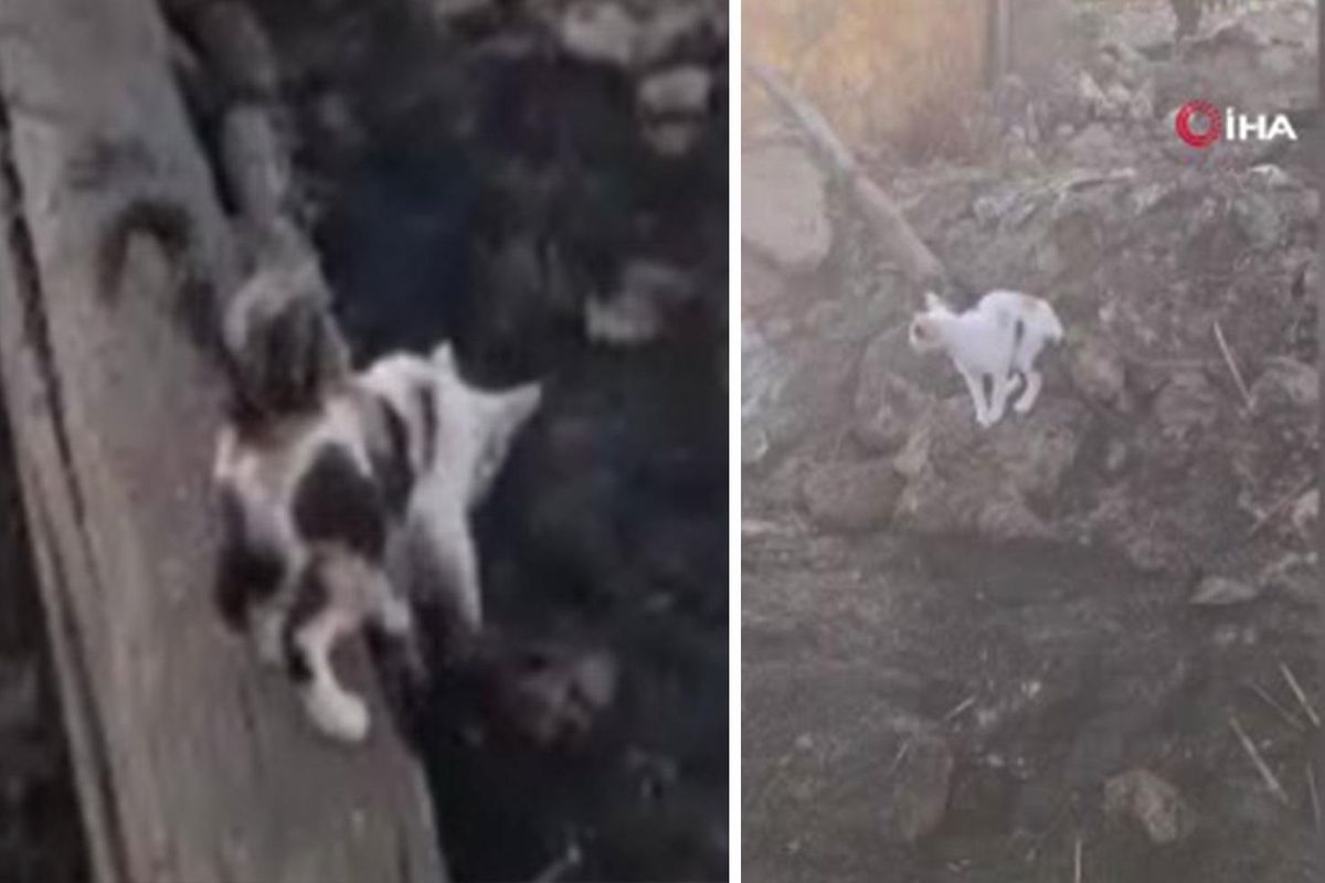 Ankara Polatlı'da yangın sonrası anne kedi yavrularını kaybetti