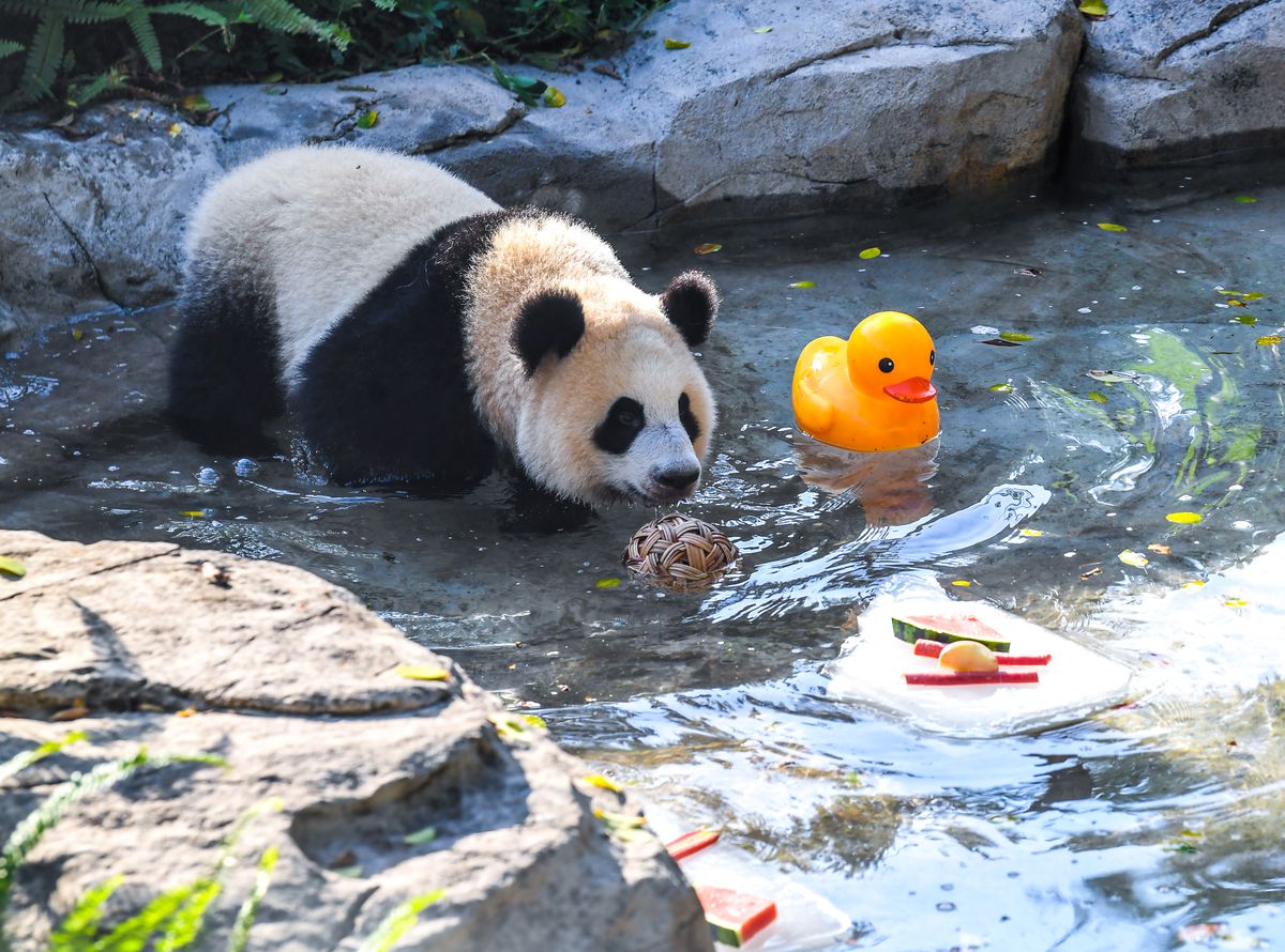 Chongqing'de Hayvanlar İçin Yaz Serinletme Önlemleri
