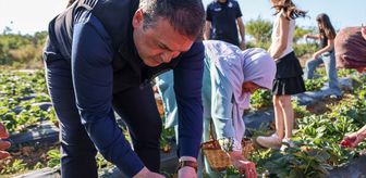 Bilecik Valisi Sözer, çilek hasadı yaptı