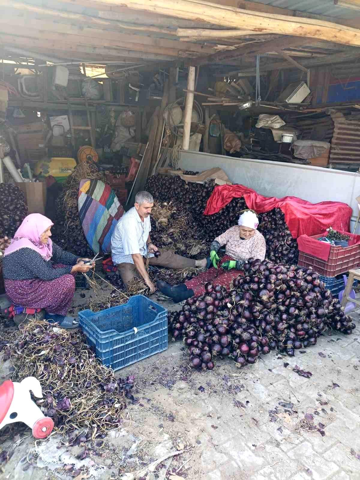 Coğrafi işaretli Kapıdağ mor soğanında hasat tamamlandı