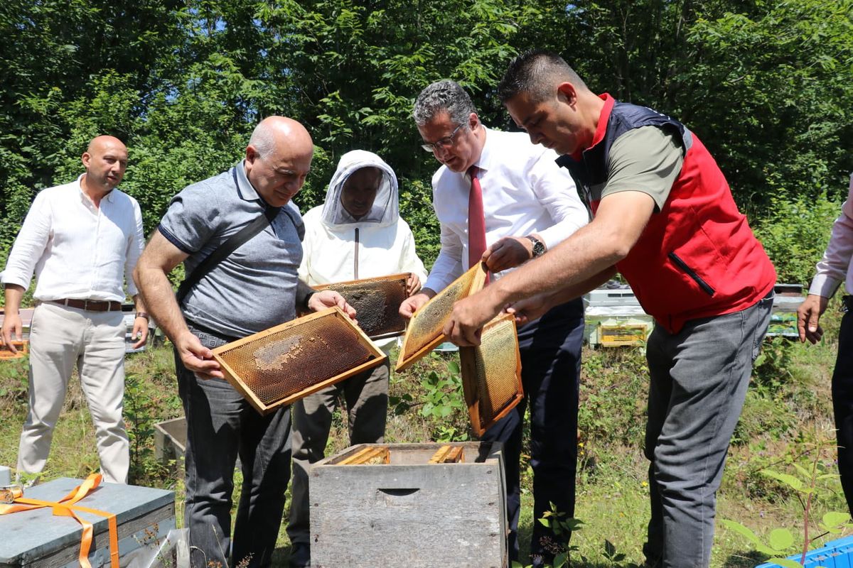 Samsun’da coğrafi işaretli Salıpazarı kestane balında hasat başladı