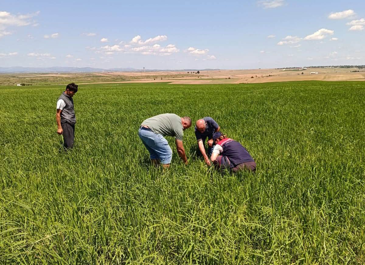 İpsala'da Dolu Zararı: Hasar Tespit Çalışmaları Başlatıldı