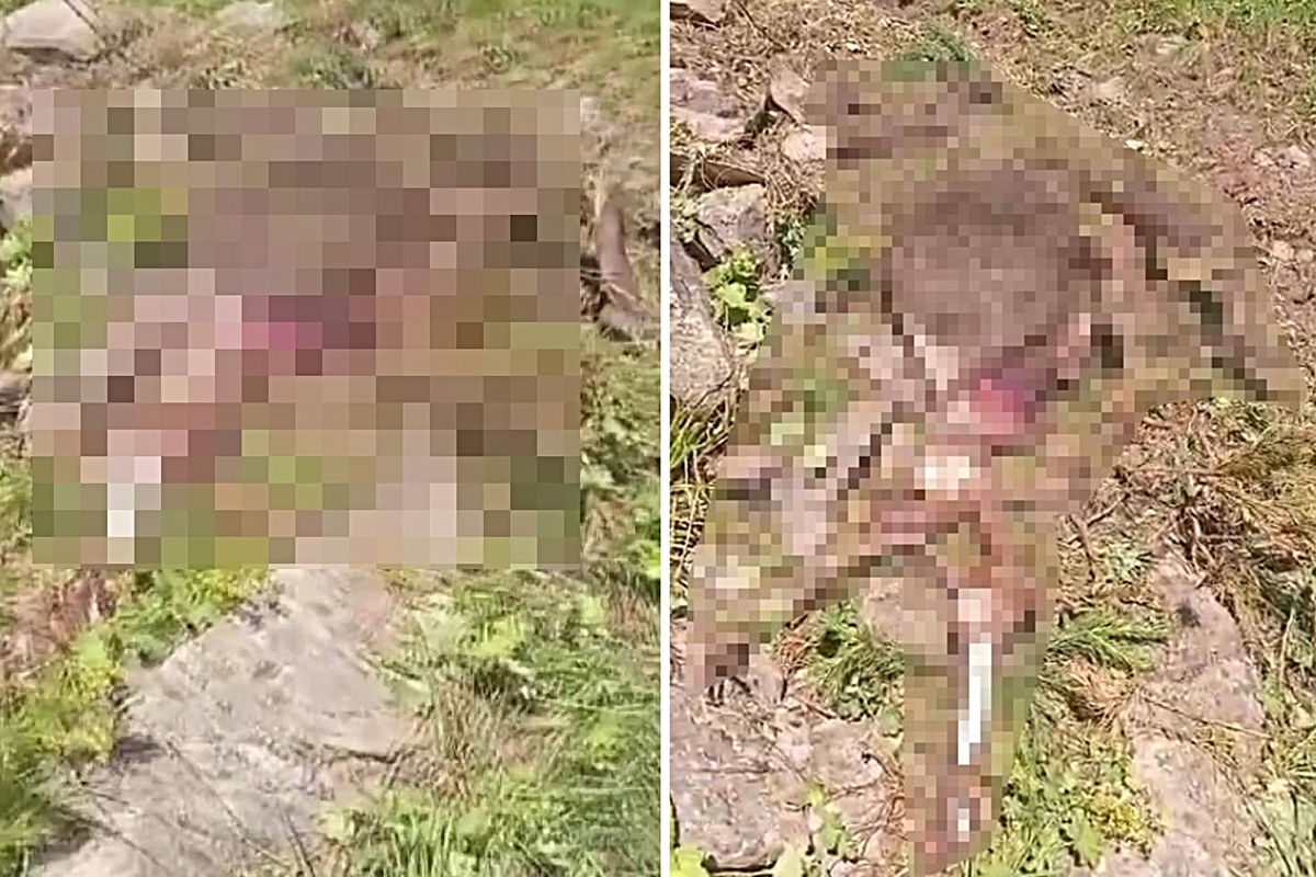 Gümüşhane'de kaybolan ineği ayı parçaladı